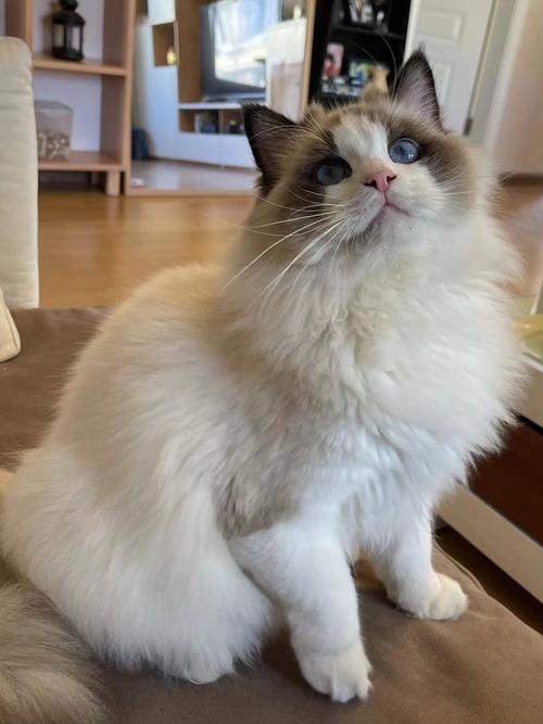 颜色性格大不同,爱猫无分别(海双猫图片) 颜色性格大不同,爱猫无分别(海双猫图片)