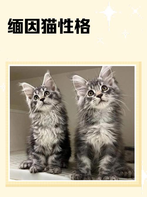 体型大开销高,亲人又怕冷(缅因猫属于什么档次) 体型大开销高,亲人又怕冷(缅因猫属于什么档次)