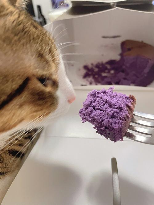 紫薯养猫好零食,适量防便秘(猫咪吃紫薯有什么好处) 紫薯养猫好零食,适量防便秘(猫咪吃紫薯有什么好处)