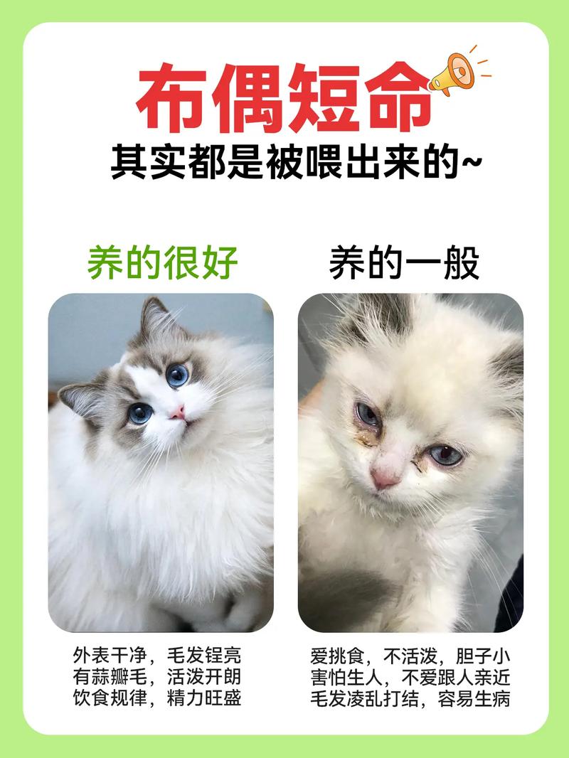 散养猫好还是坏?优缺点及安全措施(宠物猫能散养吗为什么) 散养猫好还是坏?优缺点及安全措施(宠物猫能散养吗为什么)