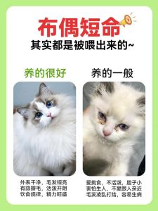散养猫好还是坏？优缺点及安全措施（宠物猫能散养吗为什么）