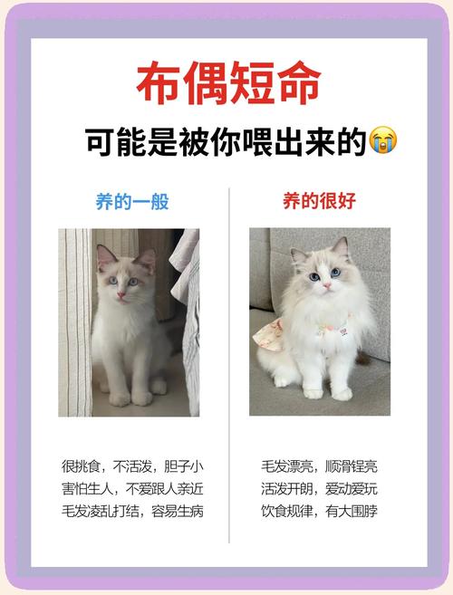 科学喂养助成长(布偶猫三个月注意事项) 科学喂养助成长(布偶猫三个月注意事项)