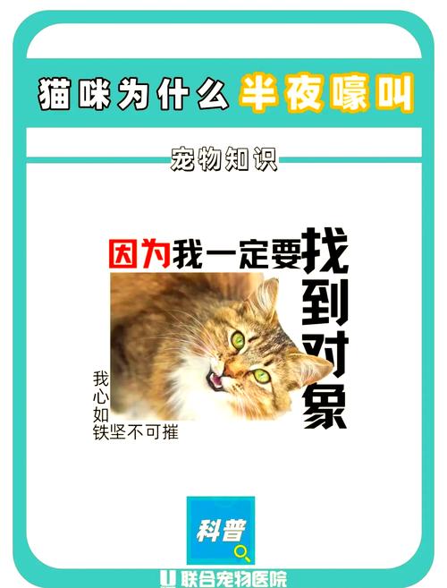 猫叫刺耳防抓伤,关窗假装没听见(夜晚猫叫为什么不能理) 猫叫刺耳防抓伤,关窗假装没听见(夜晚猫叫为什么不能理)