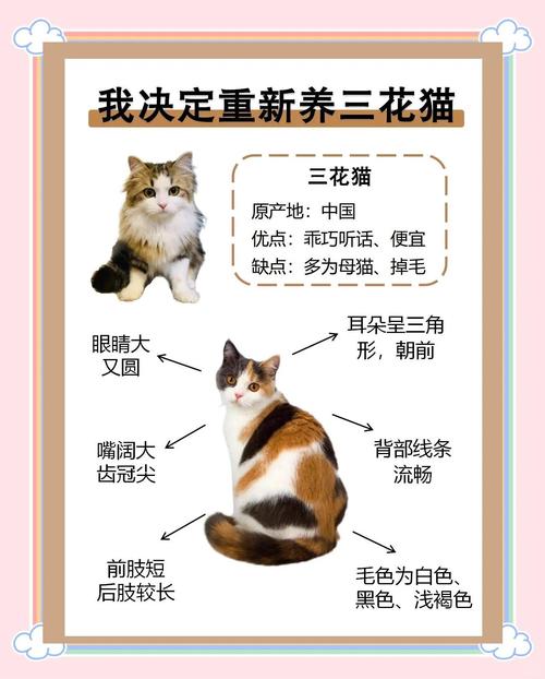 猫咪选伙伴看性格,外貌只是其次(在猫的眼布偶猫和三花猫哪个更好) 猫咪选伙伴看性格,外貌只是其次(在猫的眼布偶猫和三花猫哪个更好)