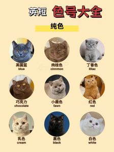 温柔吃货又高冷，复杂性格看主人眼缘（英短猫是吉猫还是凶猫）