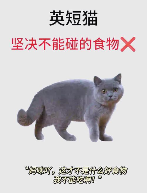 猫吃剩的饭别吃,小心病从口入!(吃猫吃过的东西有什么问题) 猫吃剩的饭别吃,小心病从口入!(吃猫吃过的东西有什么问题)