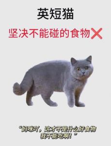 猫吃剩的饭别吃，小心病从口入！（吃猫吃过的东西有什么问题）