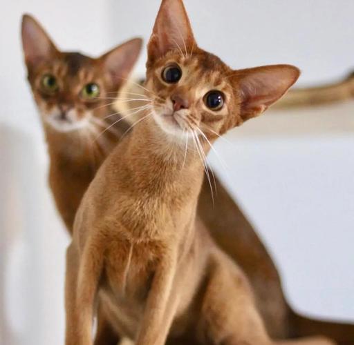 10种掉毛少猫咪推荐,适合怕毛发的你(掉毛最少的猫排名) 10种掉毛少猫咪推荐,适合怕毛发的你(掉毛最少的猫排名)