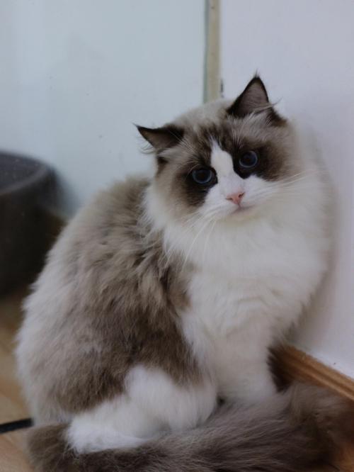 双色布偶猫花色多 温顺优雅好伴侣(双色布偶猫图片) 双色布偶猫花色多 温顺优雅好伴侣(双色布偶猫图片)