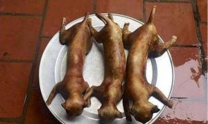 从守护神到伴侣动物，吃猫肉为何不被接受？（中国有吃猫肉的吗）