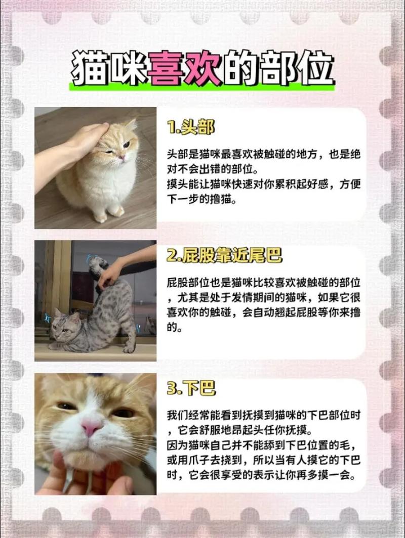 猫咪最爱摸的部位,增进感情!(猫咪最喜欢主人摸哪里) 猫咪最爱摸的部位,增进感情!(猫咪最喜欢主人摸哪里)