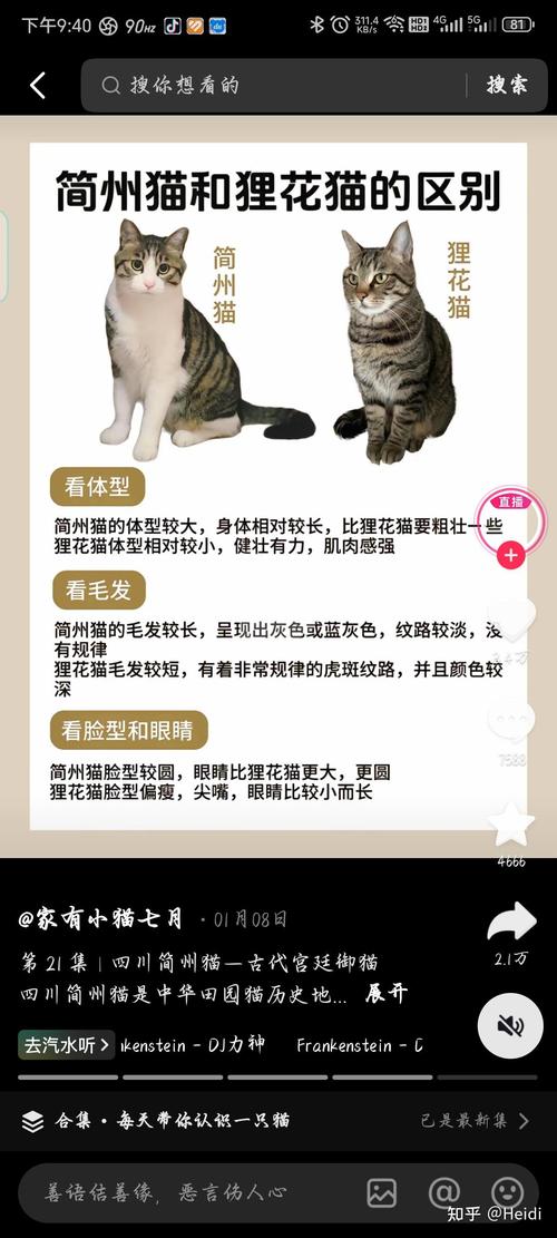 体型性格大不同(简州猫和狸花猫的区别) 体型性格大不同(简州猫和狸花猫的区别)