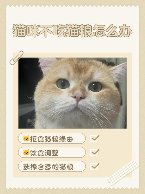 猫咪不胖原因多，定期驱虫体检，科学喂养很重要！（猫吃猫粮老不胖什么原因）