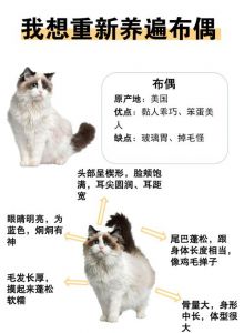 布偶猫咬人原因及纠正方法（为啥布偶猫最近喜欢抓人咬人）