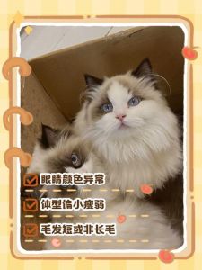 布偶猫聪明吗？科学解读猫咪行为（布偶猫真的不聪明吗）