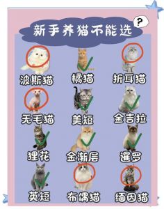 田园猫难养有风险，领养需谨慎（田园猫为什么不建议养）