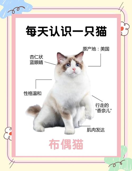 温顺伴侣,家庭新宠(布偶属于哪个国家的猫) 温顺伴侣,家庭新宠(布偶属于哪个国家的猫)
