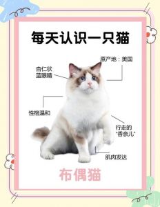 温顺伴侣，家庭新宠（布偶属于哪个国家的猫）
