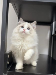 温顺粘人大家伙，山猫混血更罕见（布偶山猫是什么品种）