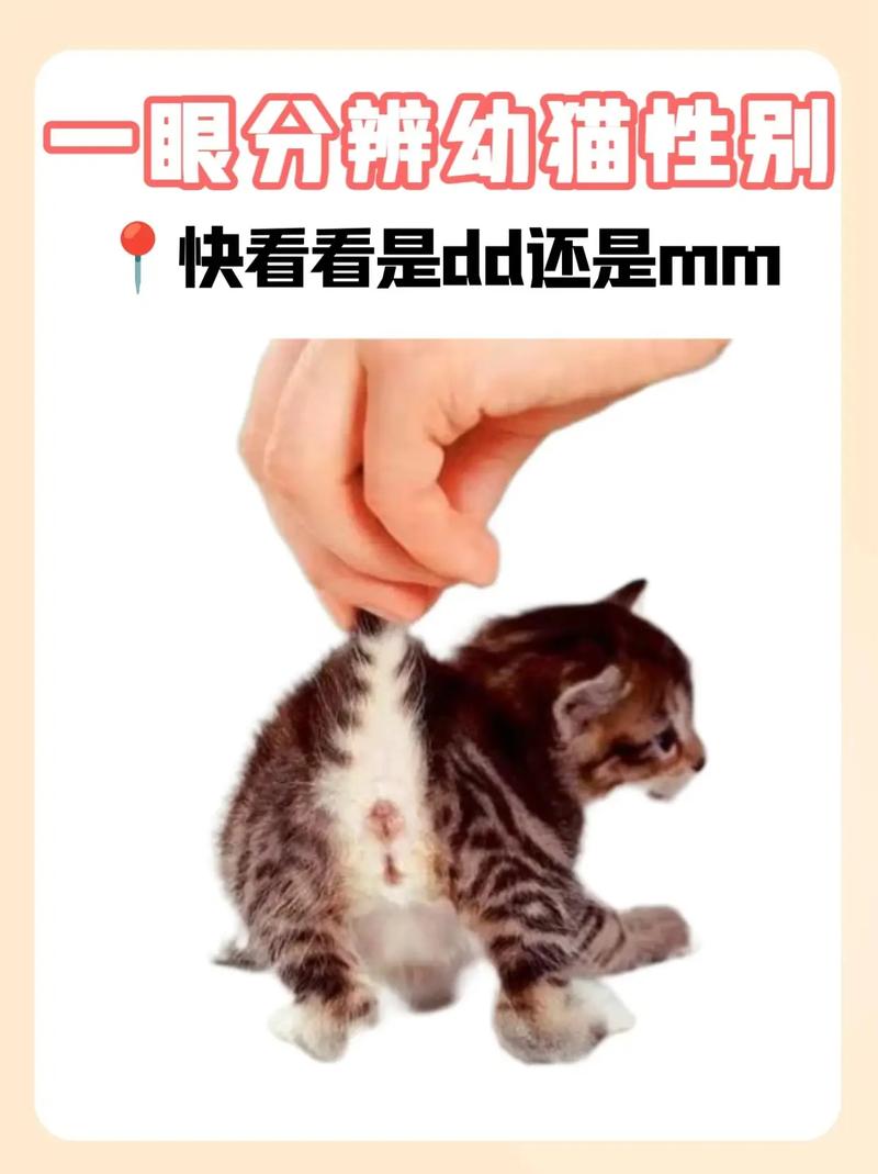 公猫也会叫春,母猫发情怎么办?(猫叫春是公猫还是母猫) 公猫也会叫春,母猫发情怎么办?(猫叫春是公猫还是母猫)