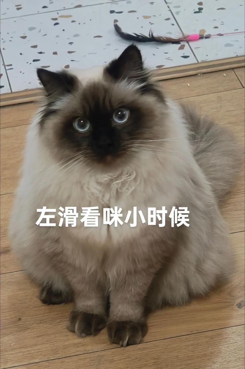 布偶猫扑人怎么办?了解原因并正确引导(布偶猫冲上来扑人) 布偶猫扑人怎么办?了解原因并正确引导(布偶猫冲上来扑人)