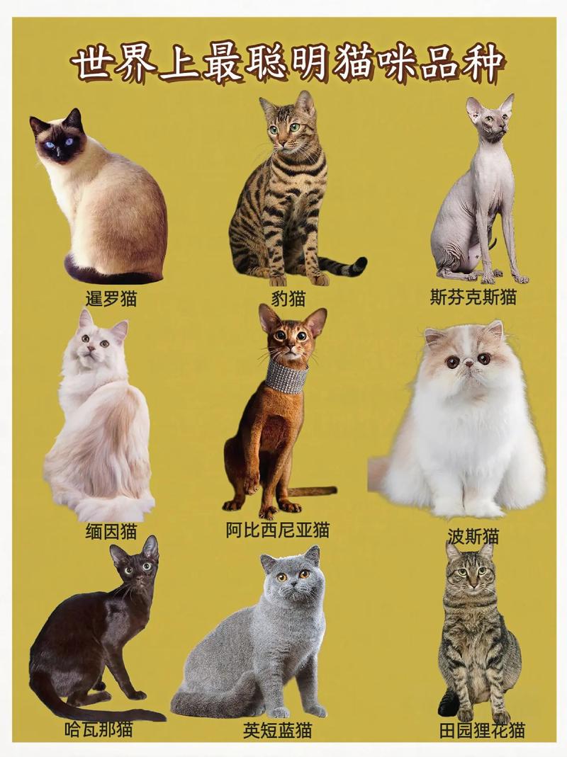 彼得巴尔德精灵萨凡纳等(40种名贵猫图片) 彼得巴尔德精灵萨凡纳等(40种名贵猫图片)
