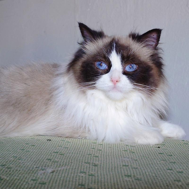 温顺友善，像仙女般迷人（布偶猫猫长什么样子）