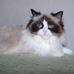 温顺友善，像仙女般迷人（布偶猫猫长什么样子）