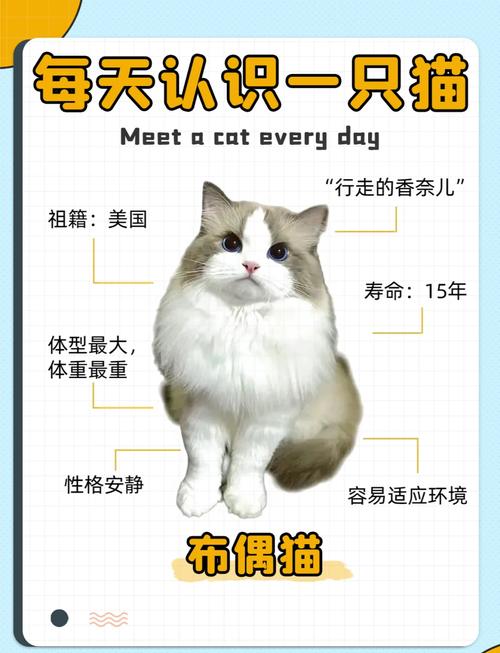 布偶猫5个月性格好易养,聪明粘人(布偶猫5个月还养的熟吗) 布偶猫5个月性格好易养,聪明粘人(布偶猫5个月还养的熟吗)