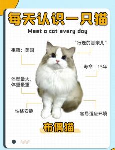 布偶猫5个月性格好易养，聪明粘人（布偶猫5个月还养的熟吗）
