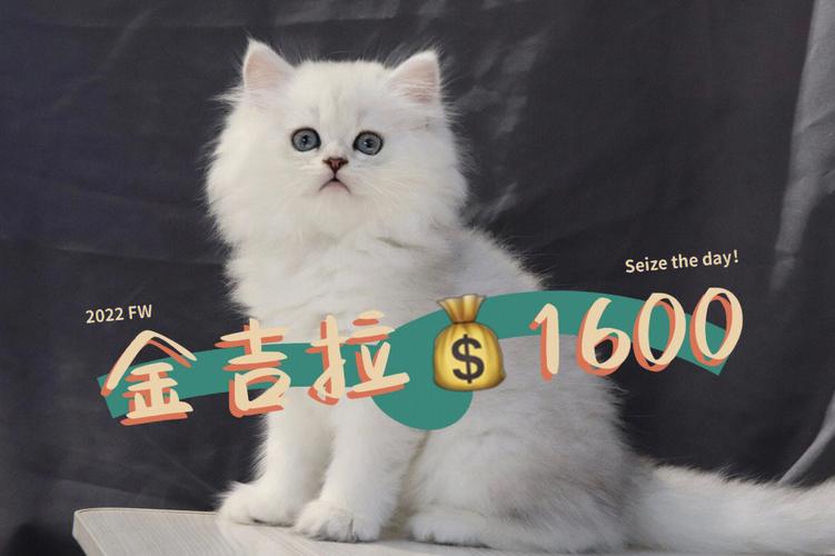 1000至10000元,看血统品相地区(白色金吉拉猫多少钱一只) 1000至10000元,看血统品相地区(白色金吉拉猫多少钱一只)