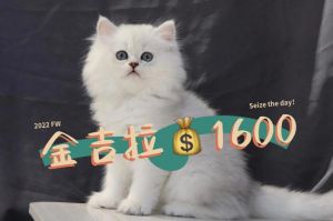 1000至10000元，看血统品相地区（白色金吉拉猫多少钱一只）