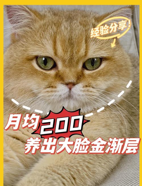 金渐层猫价差异大,矮脚血统更贵,选猫不只看价格(一只金渐层小猫多少钱) 金渐层猫价差异大,矮脚血统更贵,选猫不只看价格(一只金渐层小猫多少钱)