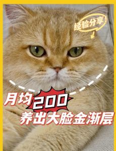 金渐层猫价差异大，矮脚血统更贵，选猫不只看价格（一只金渐层小猫多少钱）