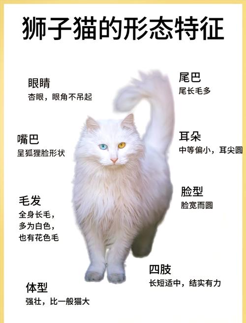 选猫指南(狮子猫和布偶猫的区别) 选猫指南(狮子猫和布偶猫的区别)
