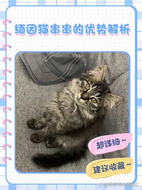 价格外貌体质大不同(串串猫算田园猫嘛) 价格外貌体质大不同(串串猫算田园猫嘛)