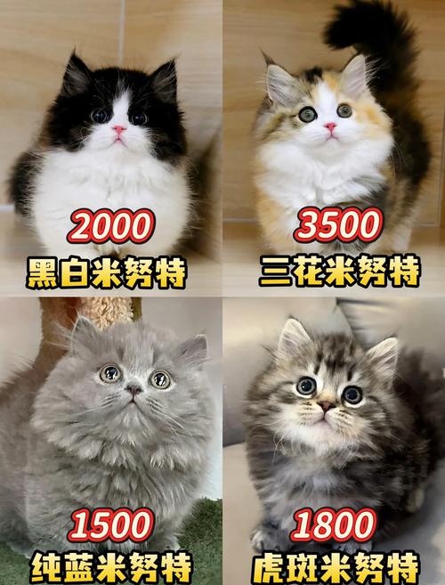 拿破仑猫可爱友善但需注意健康(为什么拿破仑猫不建议养) 拿破仑猫可爱友善但需注意健康(为什么拿破仑猫不建议养)