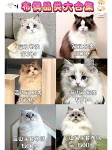 布偶猫体重多少算正常？4.5-6公斤，看体型和毛发光泽（成年母布偶猫一般多少公斤）