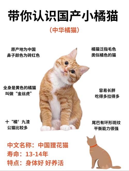 公猫为啥多为橘猫?基因说了算!(橘猫公的多还是母的多) 公猫为啥多为橘猫?基因说了算!(橘猫公的多还是母的多)