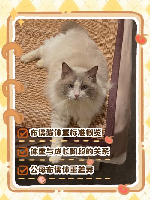 布偶猫成长体重变化及喂养(布偶猫体重年龄对照表) 布偶猫成长体重变化及喂养(布偶猫体重年龄对照表)