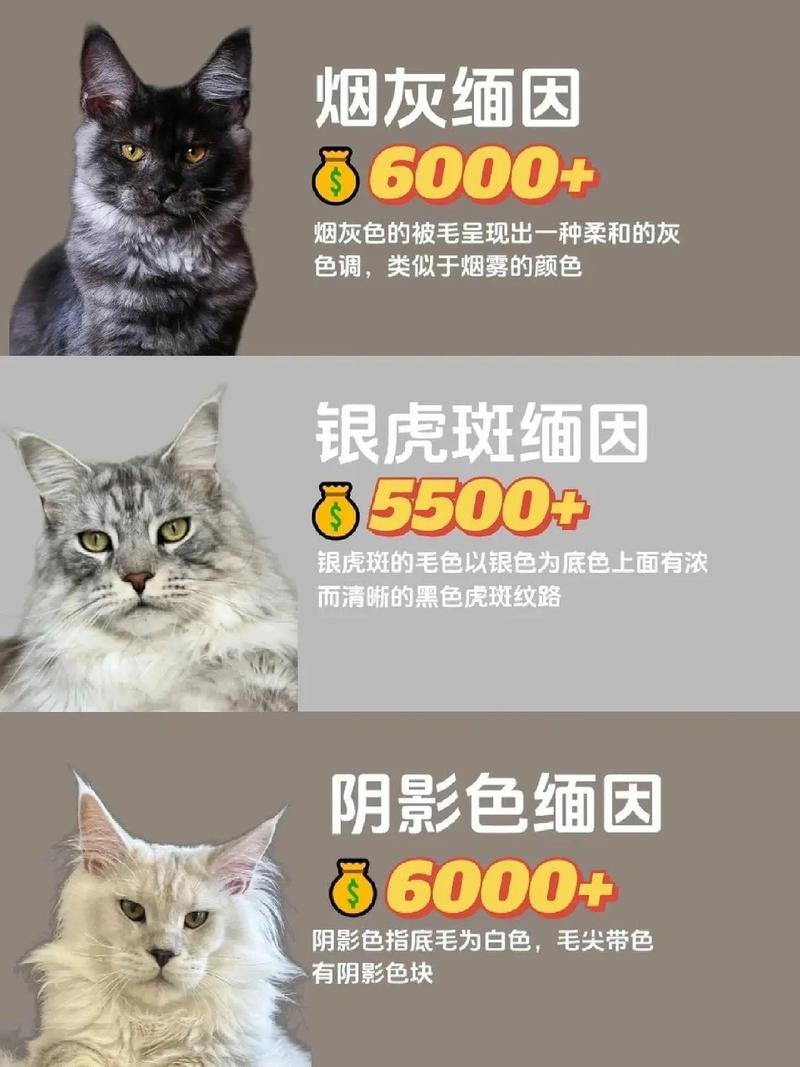 缅因猫价格1500至数万,看颜色基因(正宗缅因猫多少钱一只) 缅因猫价格1500至数万,看颜色基因(正宗缅因猫多少钱一只)