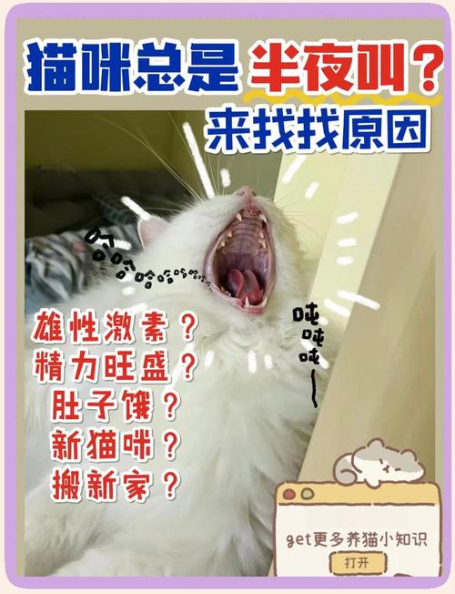 猫咪叫声有原因,要关注回应(猫咪一直叫不理它可以吗) 猫咪叫声有原因,要关注回应(猫咪一直叫不理它可以吗)