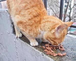 猫可少量食熟红薯，注意控量，勿当主食（猫猫能吃番薯吗）