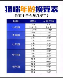 成年猫换主人，耐心养熟是关键（成年猫换主人养的熟吗）
