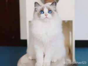 布偶猫毛色深浅对比（布偶猫蓝双和海豹色对比）