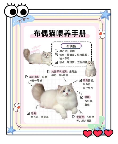 乐趣增但也费钱,注意健康和公平(家里养两只布偶猫会怎么样) 乐趣增但也费钱,注意健康和公平(家里养两只布偶猫会怎么样)