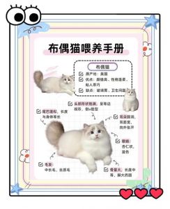 乐趣增但也费钱，注意健康和公平（家里养两只布偶猫会怎么样）