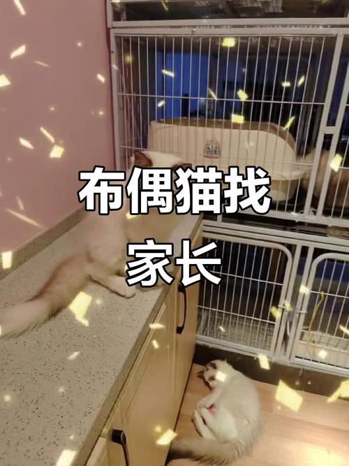 布偶猫四个月正常体重及饮食运动建议(四个月大的布偶猫) 布偶猫四个月正常体重及饮食运动建议(四个月大的布偶猫)
