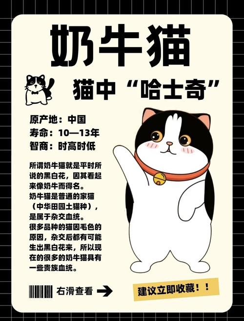 高颜值猫咪大盘点!(猫先生最漂亮十大排名) 高颜值猫咪大盘点!(猫先生最漂亮十大排名)