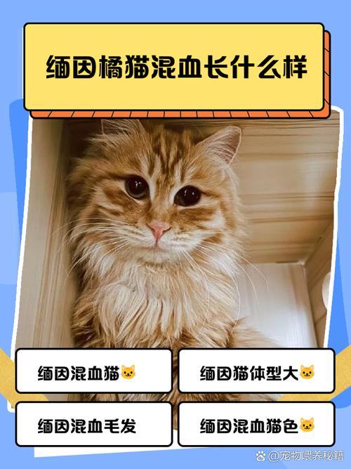 墨尔本橘猫Omar成世界最长寿家猫,性格温顺,与牧羊犬和谐相处(橘猫缅因串图片) 墨尔本橘猫Omar成世界最长寿家猫,性格温顺,与牧羊犬和谐相处(橘猫缅因串图片)
